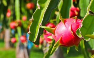 Thuê xe du lịch tại Vĩnh Hưng